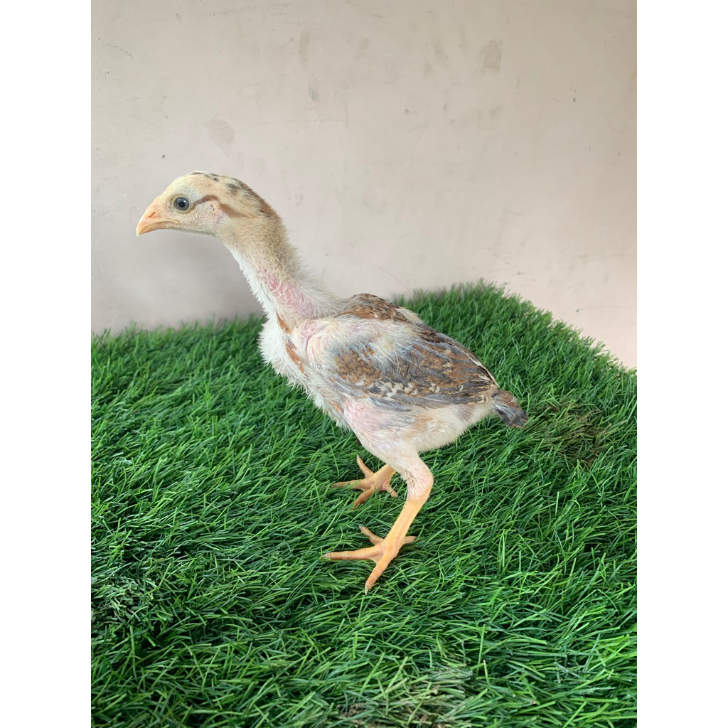 Anak Ayam bangkok ORI