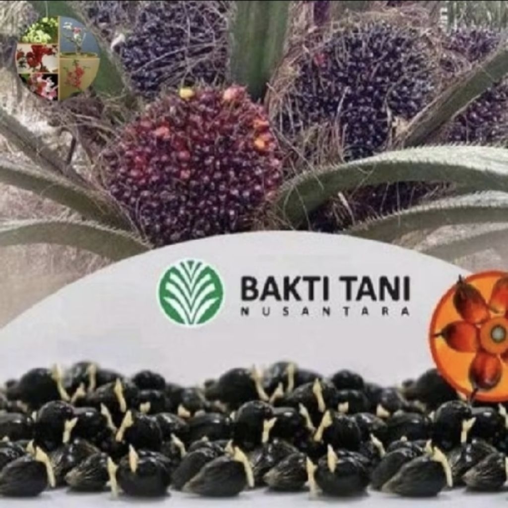 Benih kecambah kelapa sawit TN 1 isi 250 butir