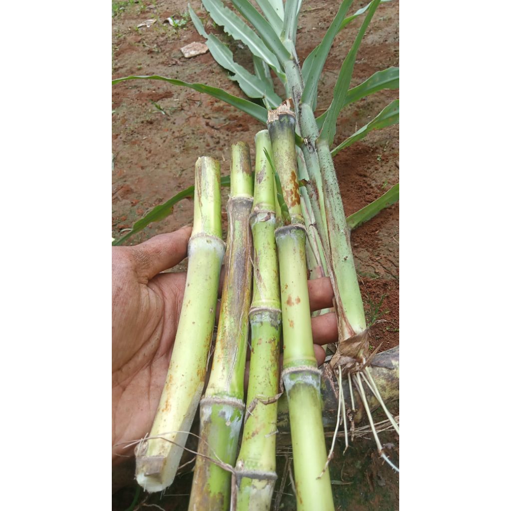 bibit tebu telur/terubuk