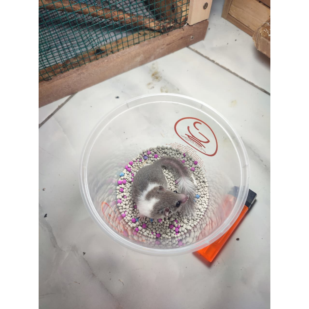 kartu mainan African pigmy dormice baby-juve-adult