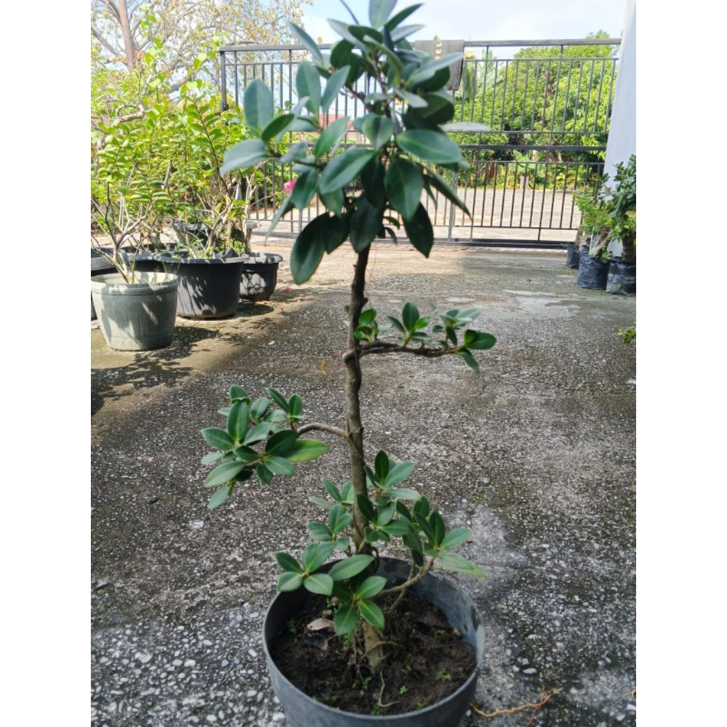 BONSAI FICUS COREANA / TANAMAN HIAS