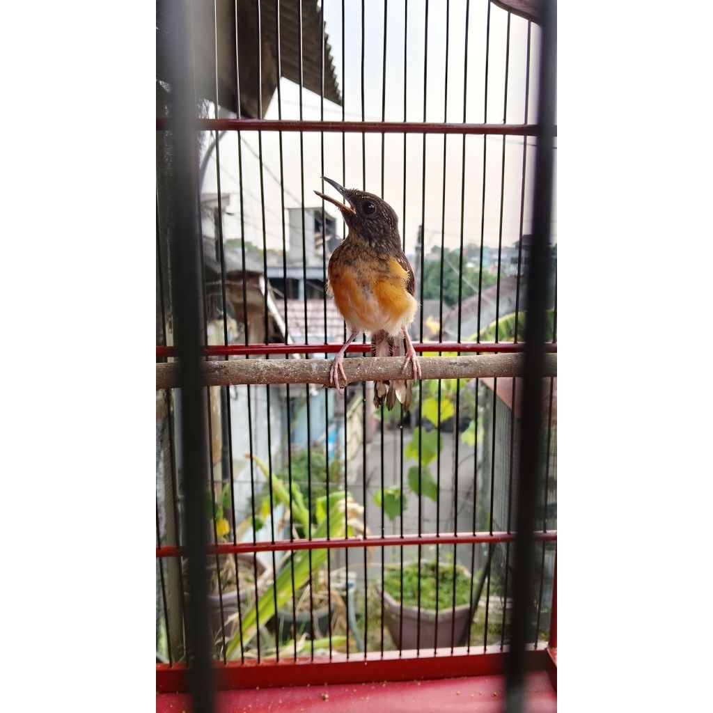 MURAI BATU TROTOL MH PROSPEK PILIHAN JANTAN