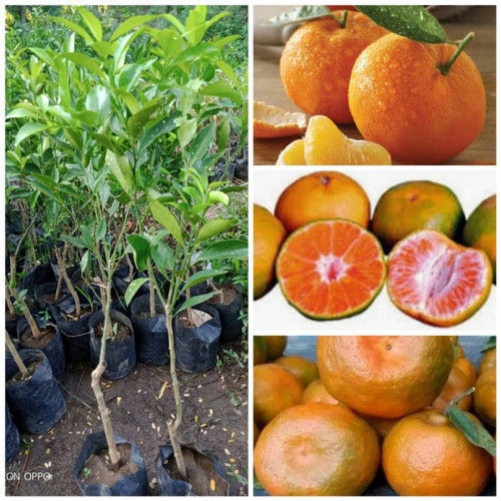 BIBIT JERUK KEPROK SIAM BERBUAH