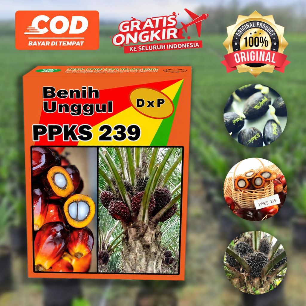 PPKS DxP 239 SUPER UNGGULAN DAN KAMI