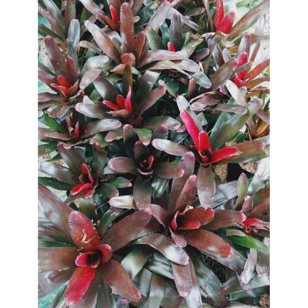 bromelia diva . bromelia merah dewasa