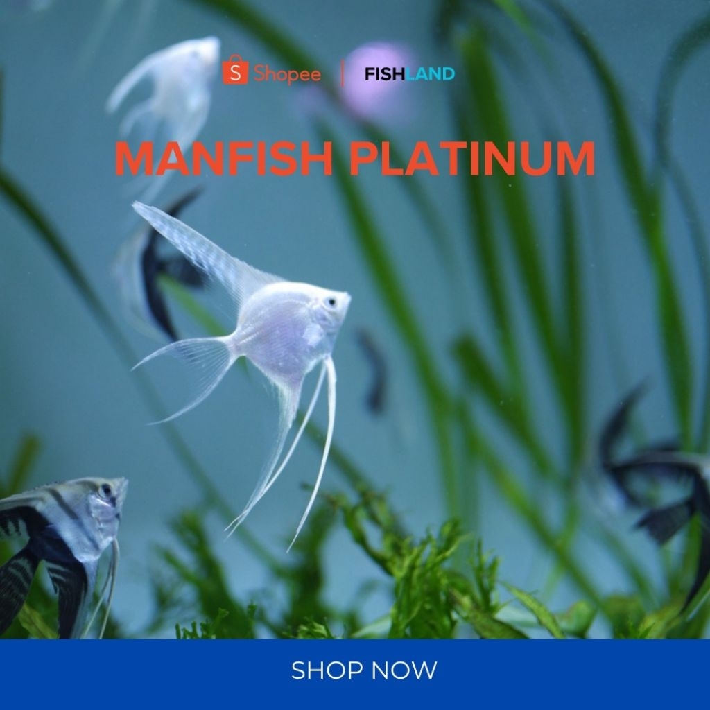 (REAL PICT) Manfish Leopard, Manfish Black Angel, Manfish Bw Slayer, Manfish Platinum Hiasan Aquariu