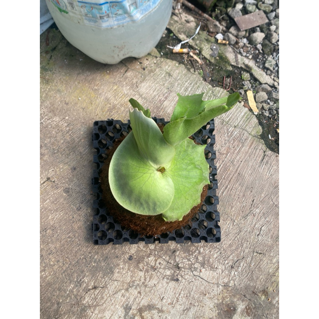 Platycerium Grande + Ridleyii Dc