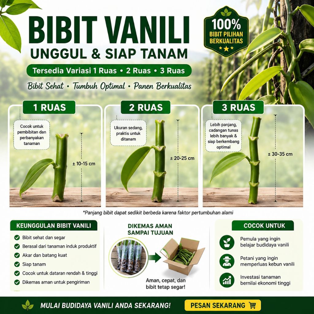 BIBIT VANILI UNGGUL SIAP TANAM  Tersedia Variasi 1 Ruas • 2 Ruas • 3 Ruas