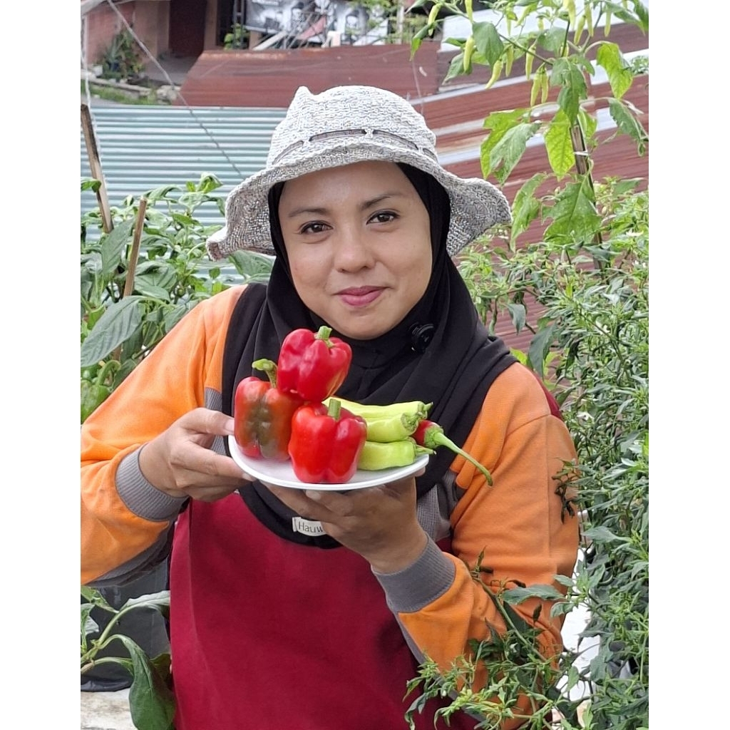 BIBIT Paprika UNGGUL hasil Kebun Sendiri (Kebun Bubun)