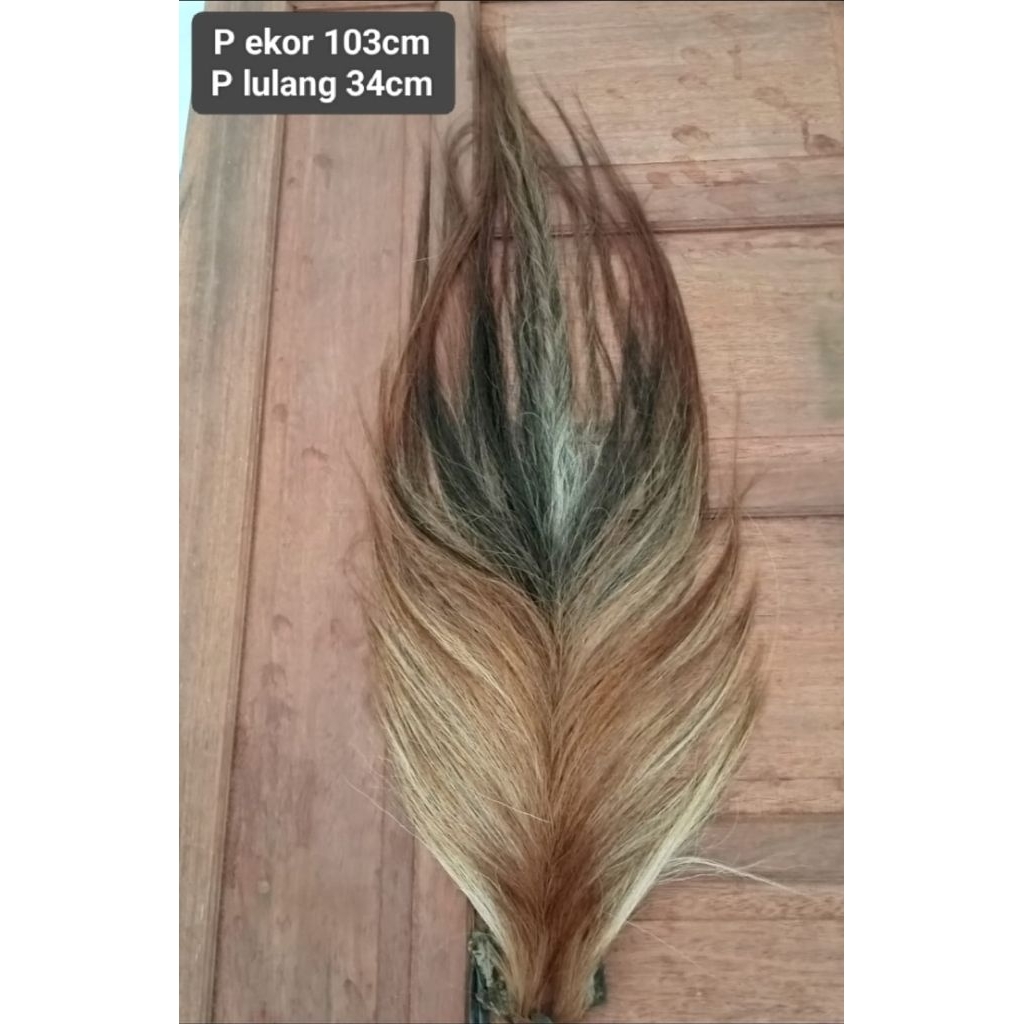 Ekor Semu Dawuk Cerah