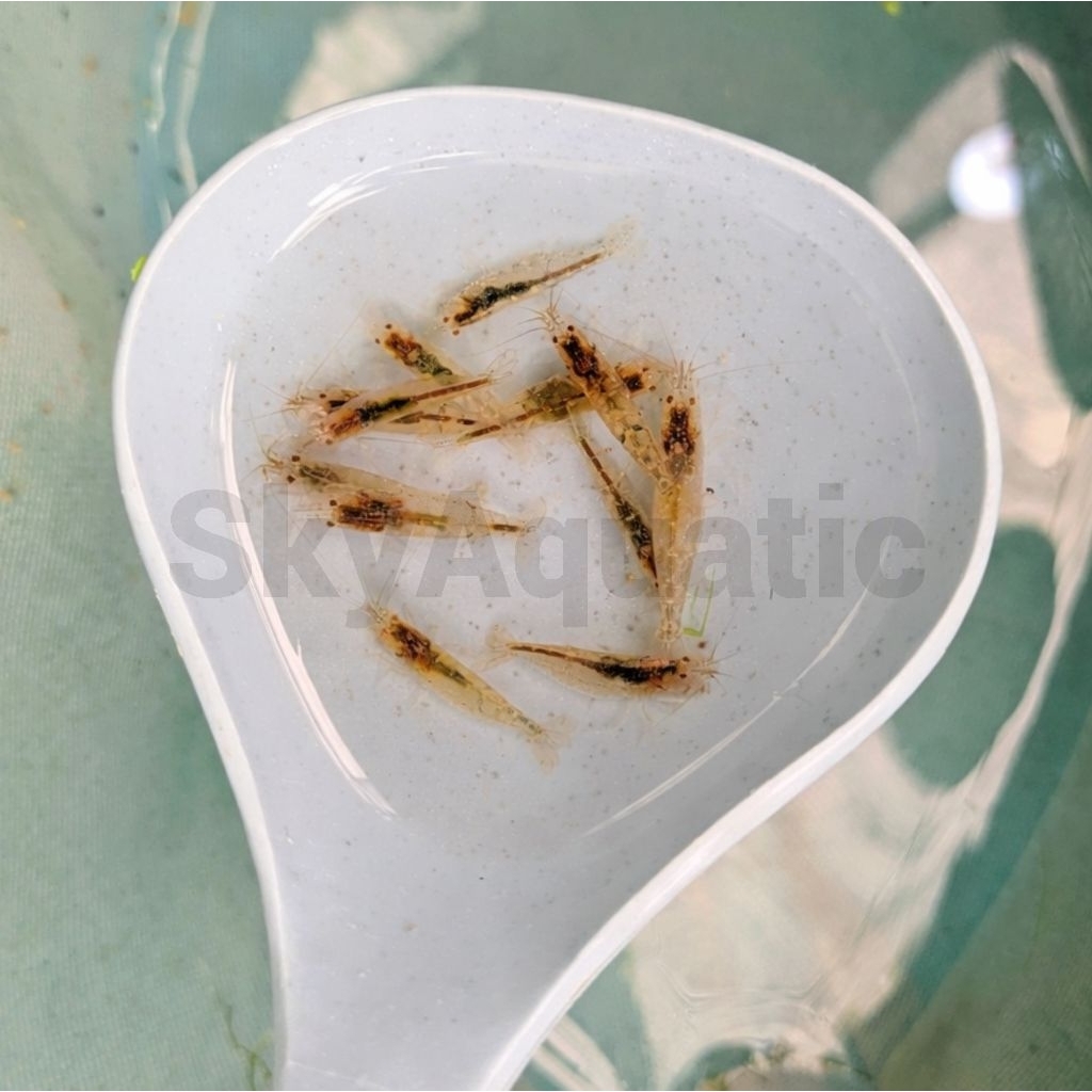 hiasan aquarium udang hias amano sulawesi aquascape