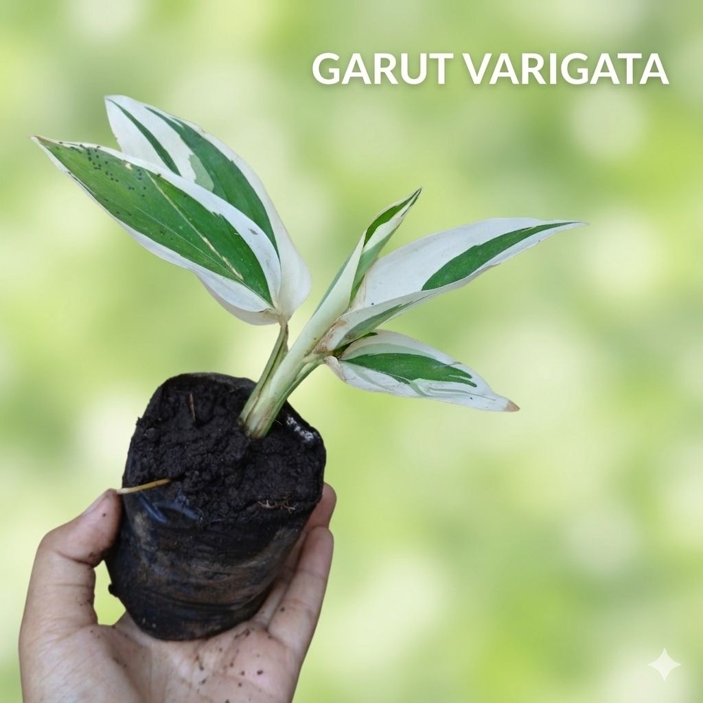 (hidup) Tanaman Garut Varigata