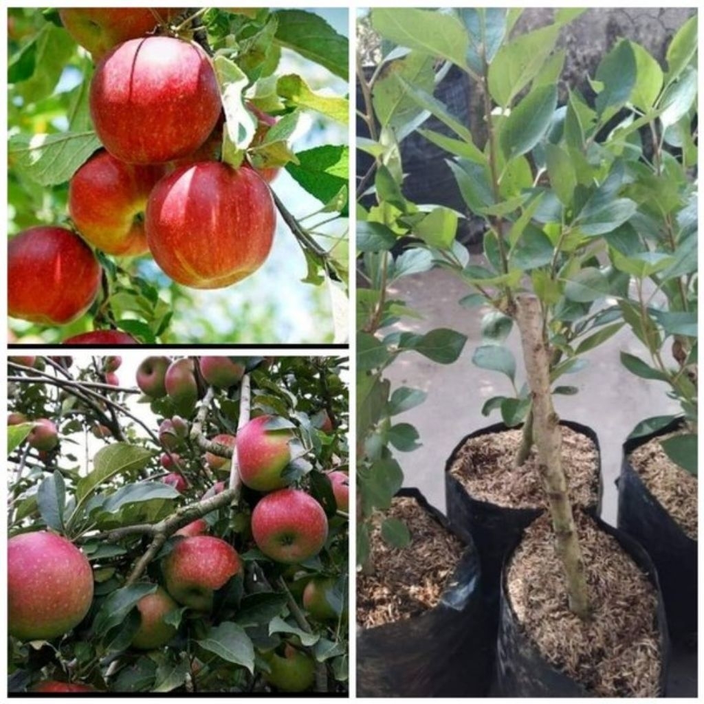 Bibit Buah Apel Anna Merah Malang