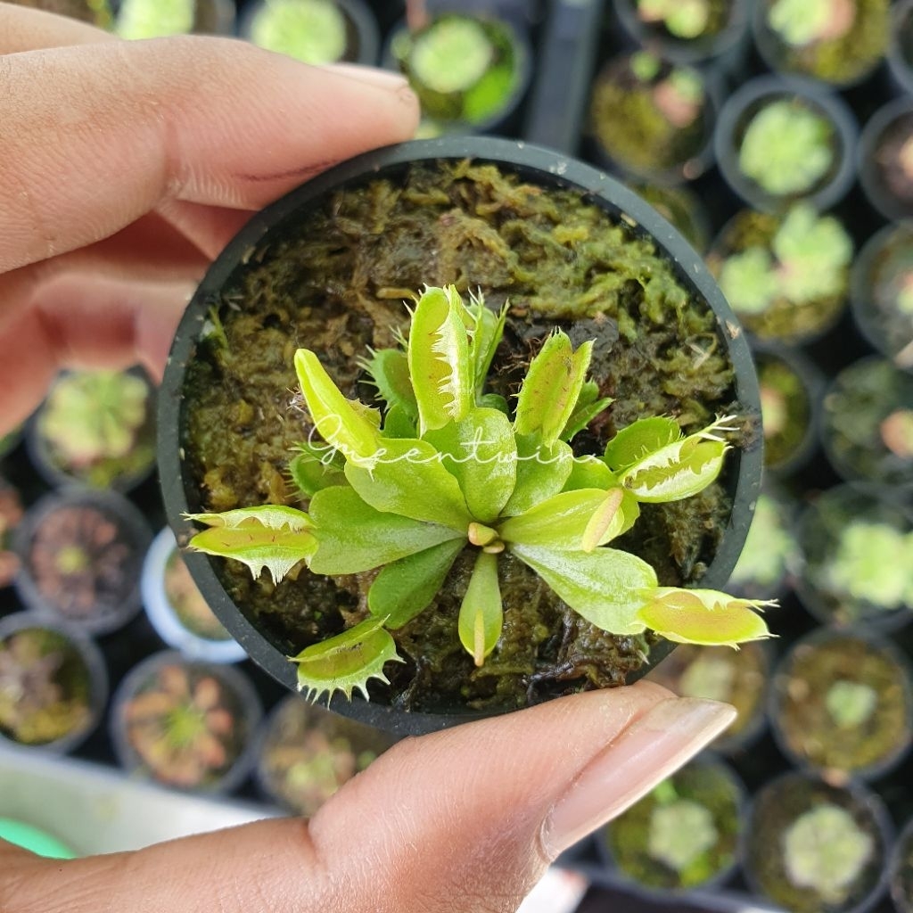 tanaman karnivora | vft fushed tooth | venus flytrap
