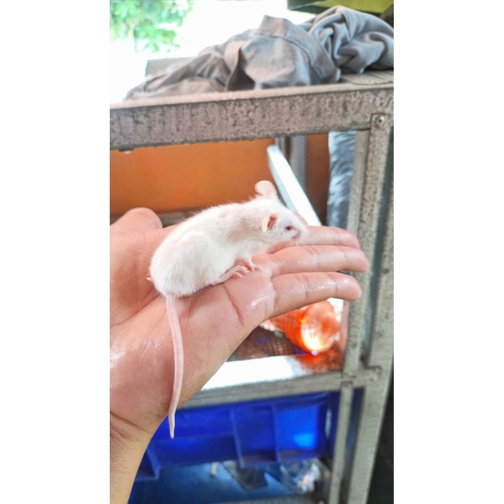 Tikus Putih Mencit Jumper - Pakan Reptil, Burung Elang, dan Hantu
