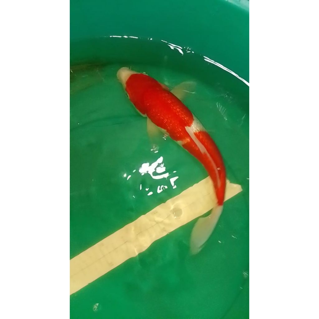 Ikan koi jenis Kohaku Ginrin 36cm