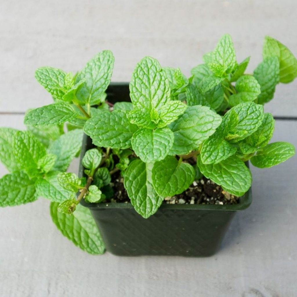 Tanaman hias mint / bibit tanaman mint