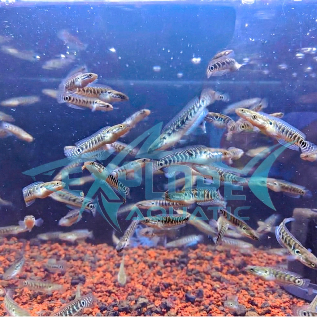 Channa Asiatica White Spot - Ikan Hias