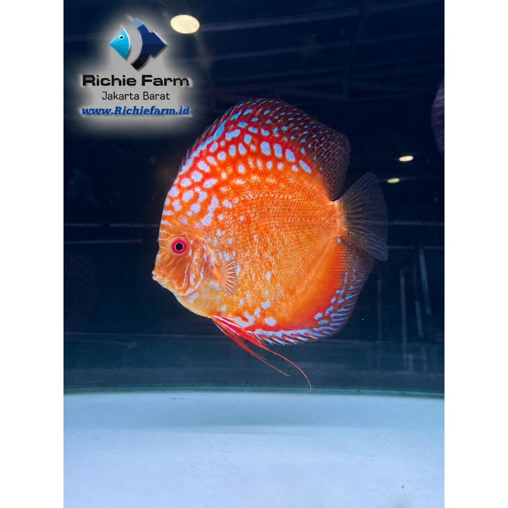 Discus Red Spotted 4 inc