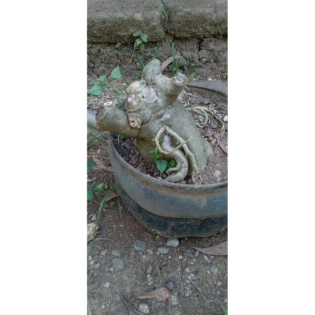 Adenium bahan grafting