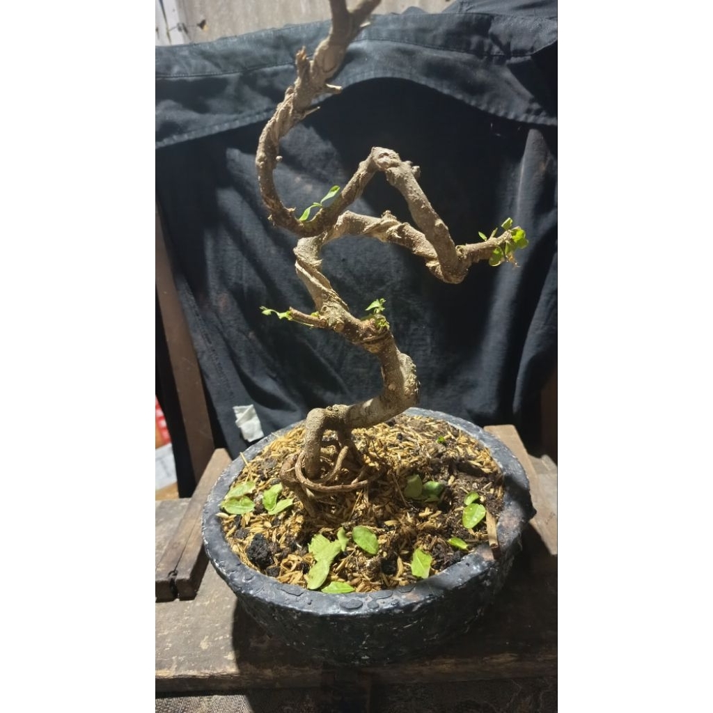 Bonsai buah sianci meliuk