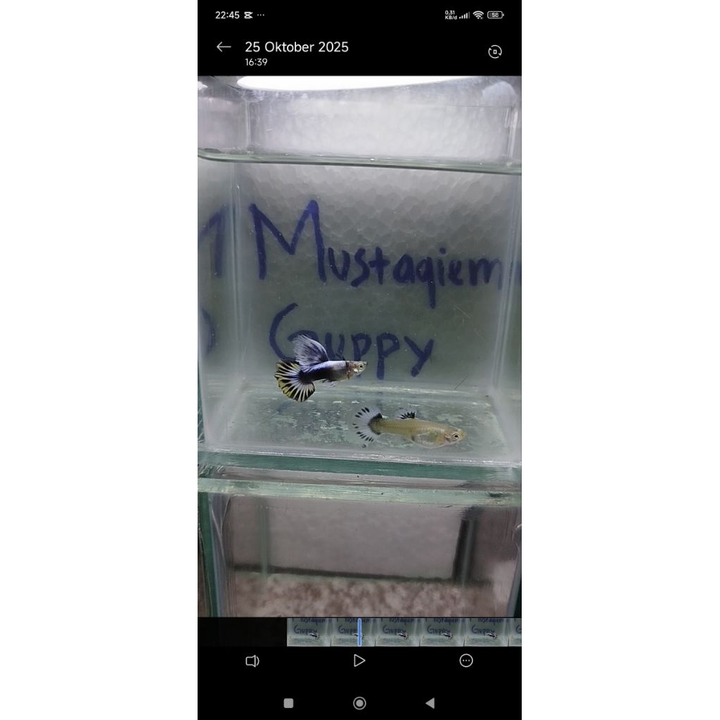 guppy blue ivory