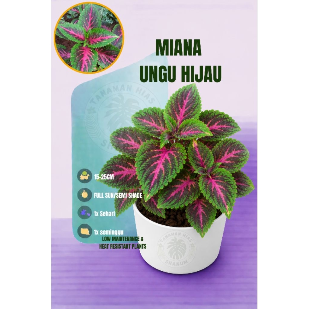 Tanaman hias miana/iler/bayambayaman - miana ungu hijau RIMBUN isi 3-6 batang - miana batik corak un