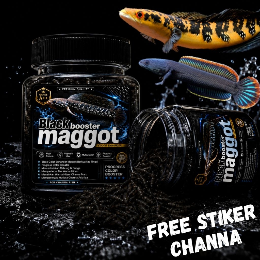 Super Black Maggot BSF Grade A++ Untuk Booster Progress Cabung, Bunga, Mempertebal Bar Serta mempert