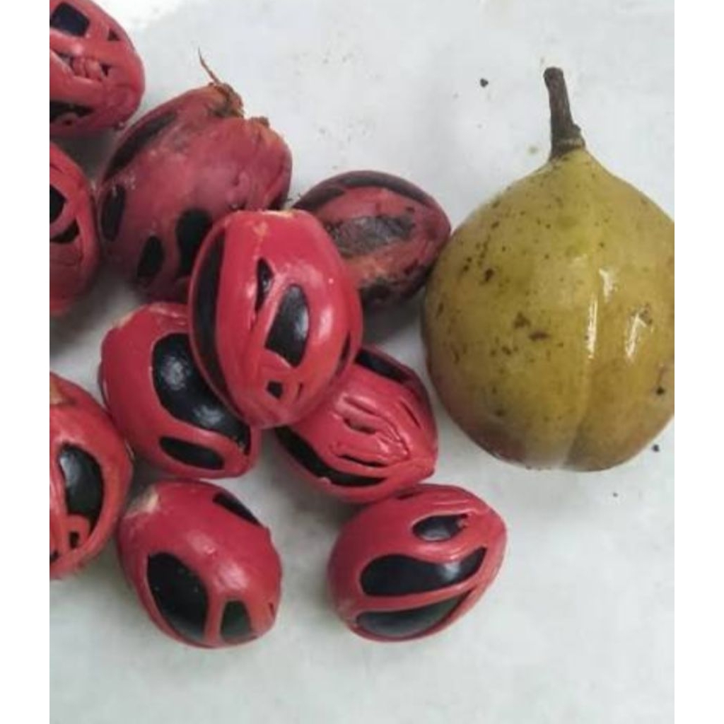 BUAH BIJI PALA BASAH 1 KG