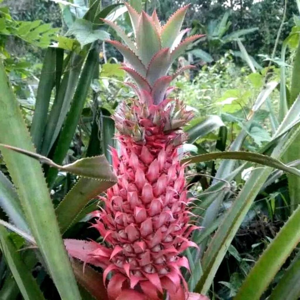 BIBIT TANAMAN NANAS MERAH