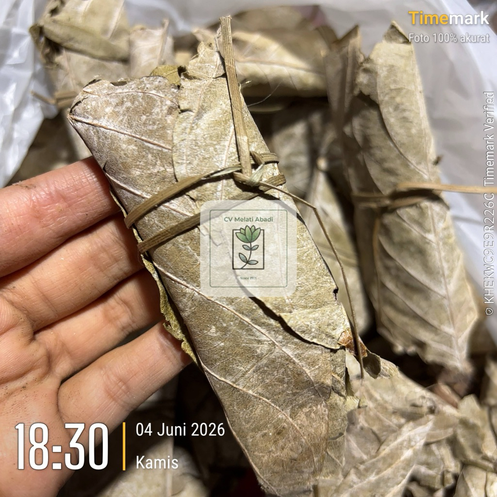 Daun Gambir Asli Getah Daun Gambir Organik Premium Murah