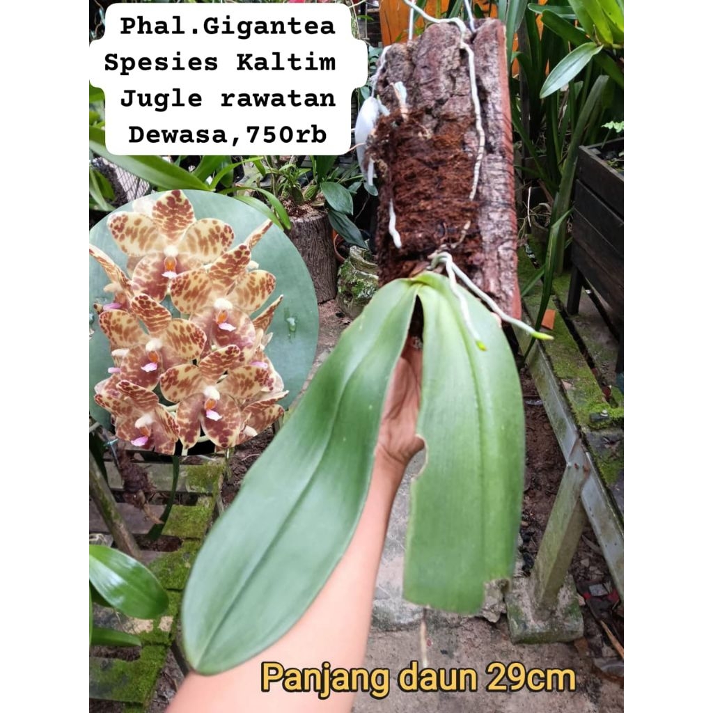 Phalaenopsis Gigantea Sp