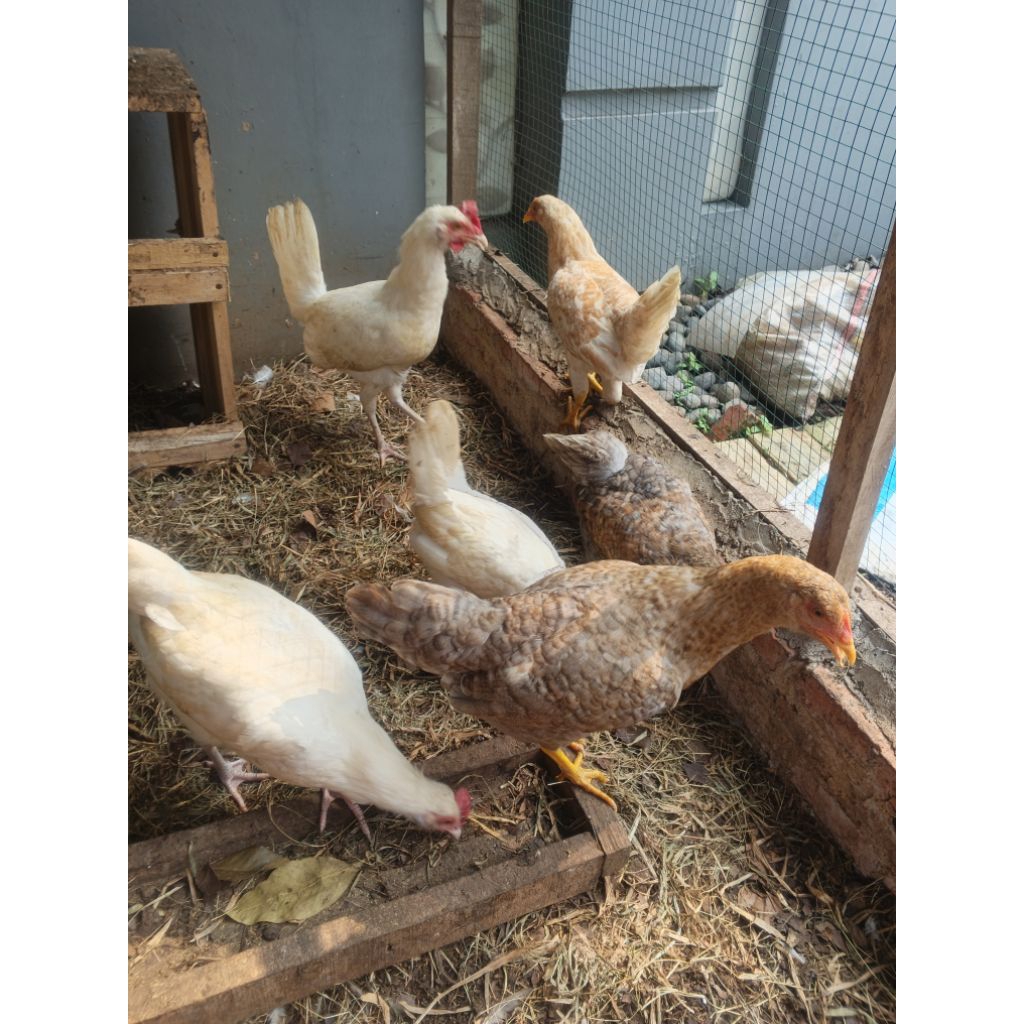 Ayam Elba Umur 2.5 Bulan