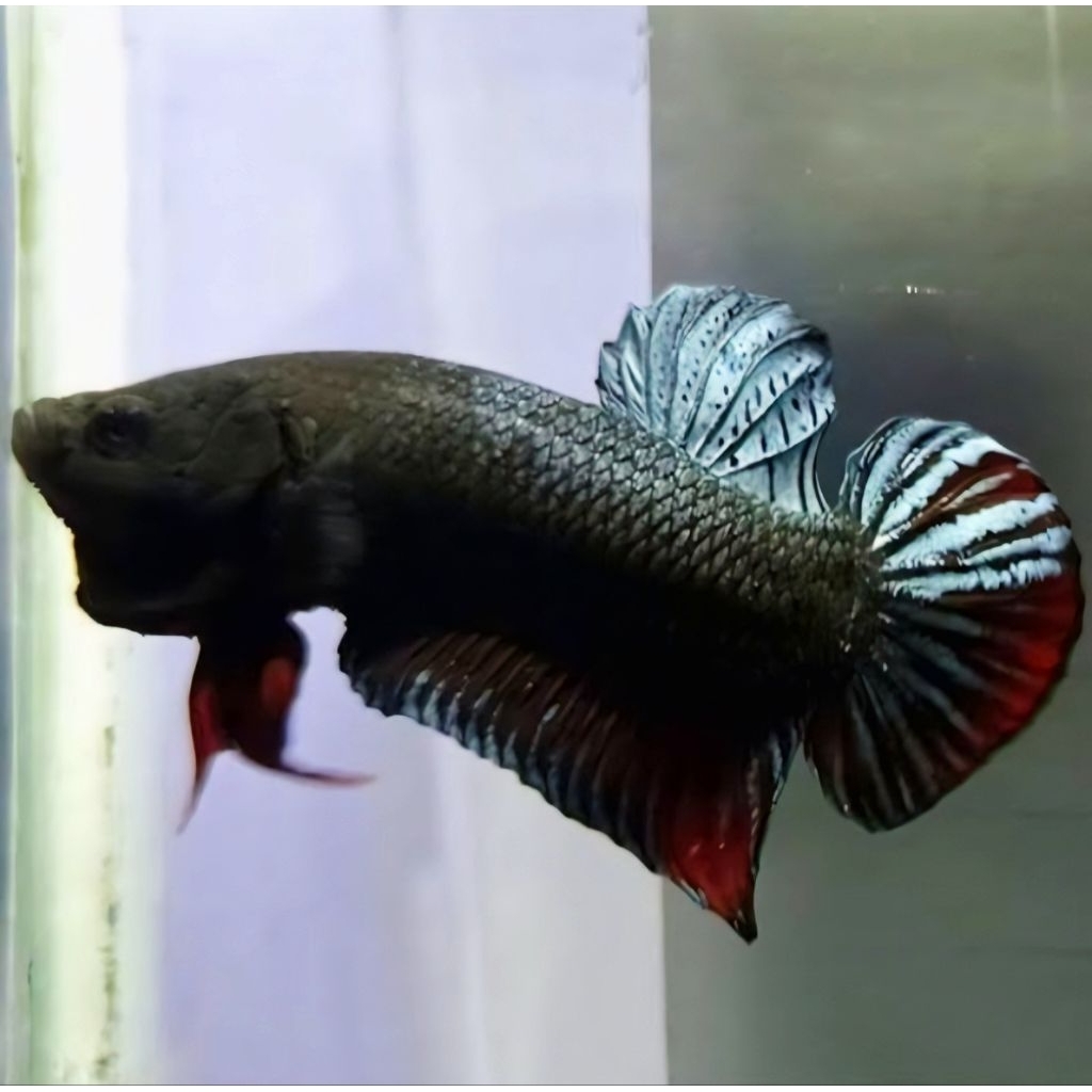 Bagan aduan Black GANASS~PLAKAT SUPER