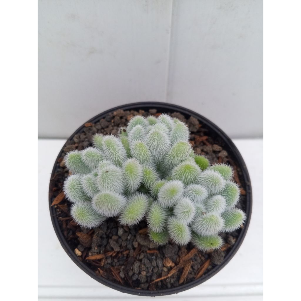 sukulen Sedum hintonii,