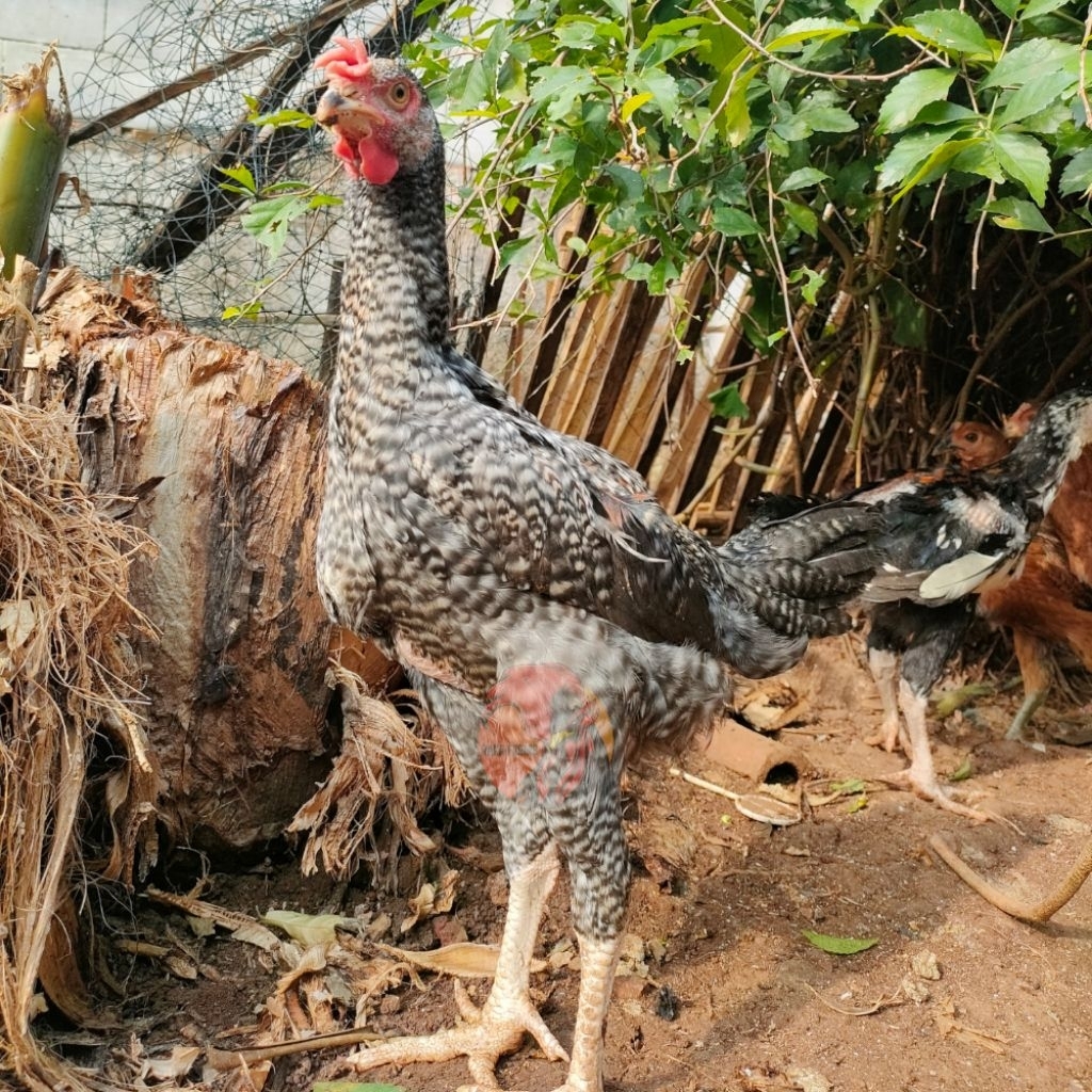 Ayam Pelung Usia 3 / 4 bulan 100% Asli