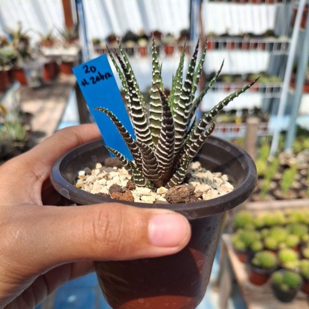 Haworthia Zebra