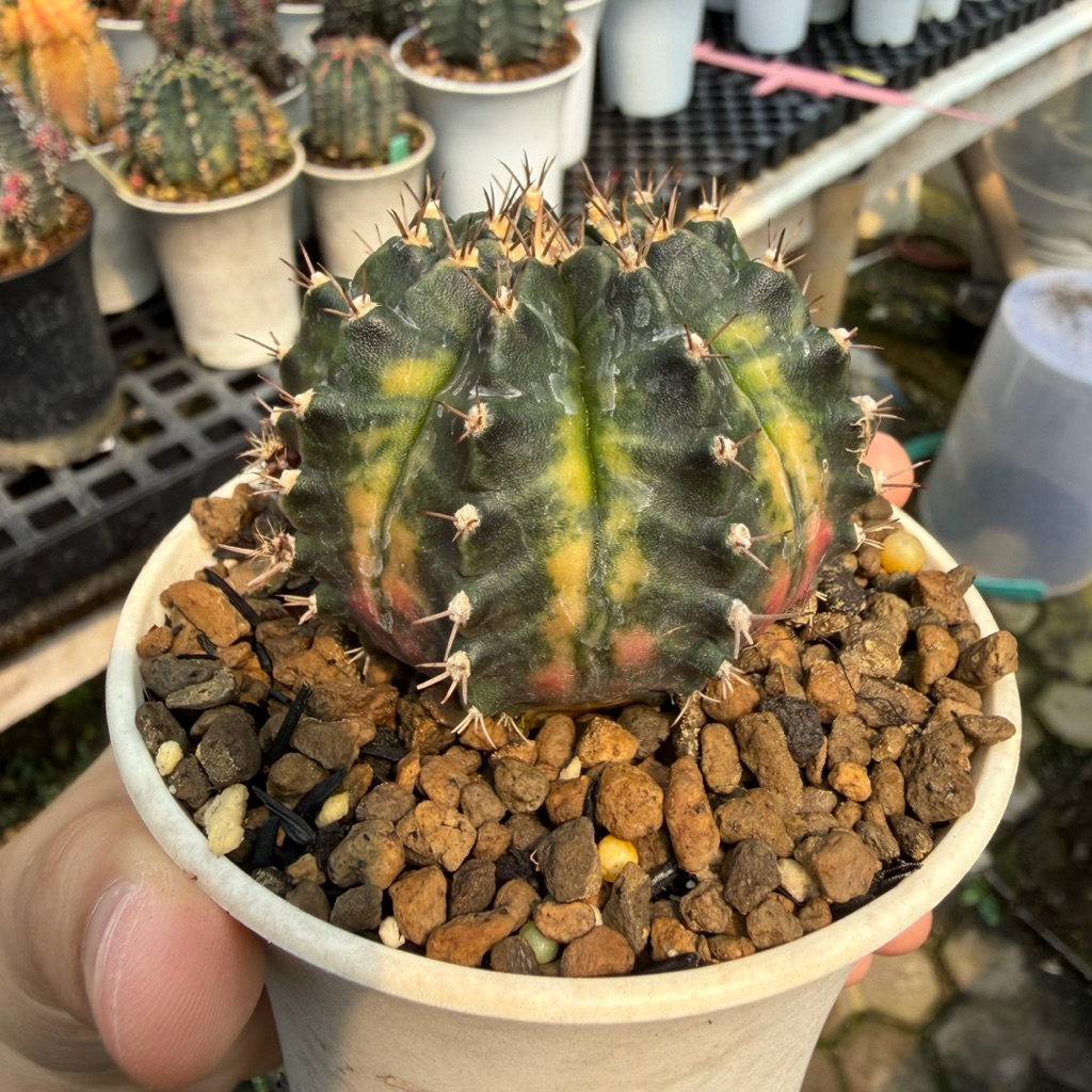 Gymnocalycium Aurora