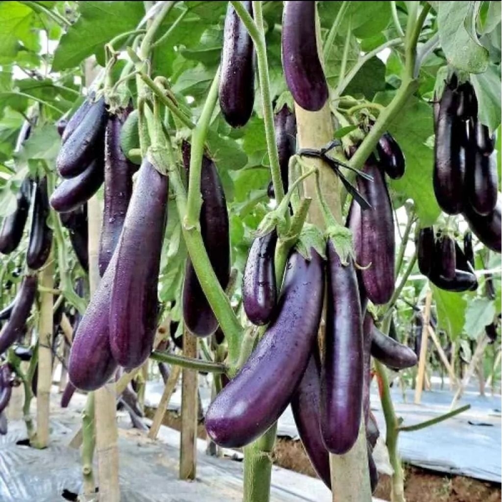 bibit terong ungu jumbo