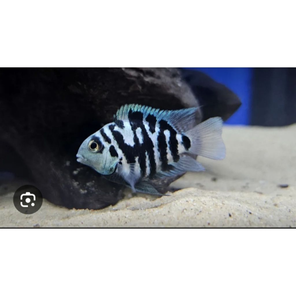 blue polar ~ platinum polar