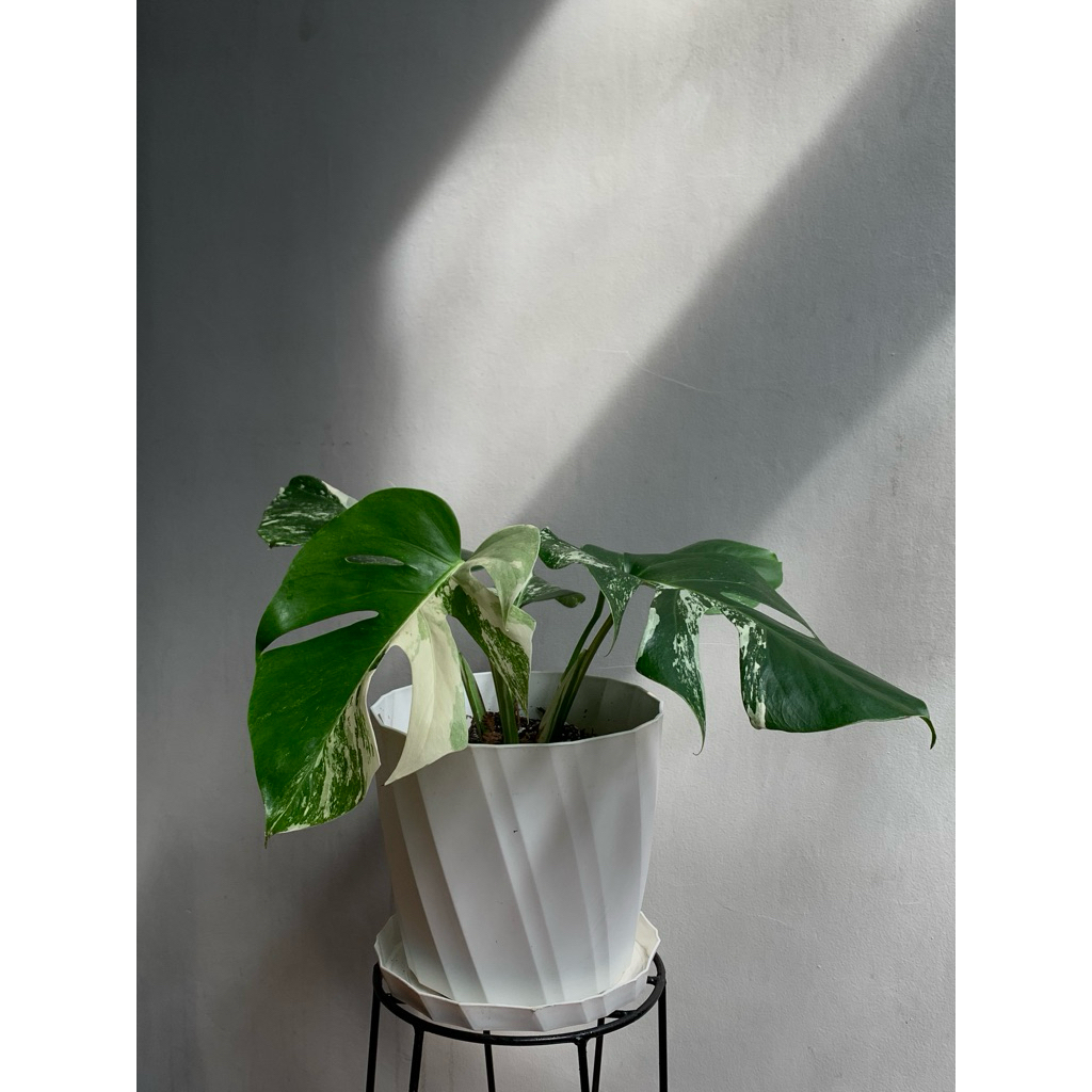 Tanaman Monstera Deliciosa Variegata