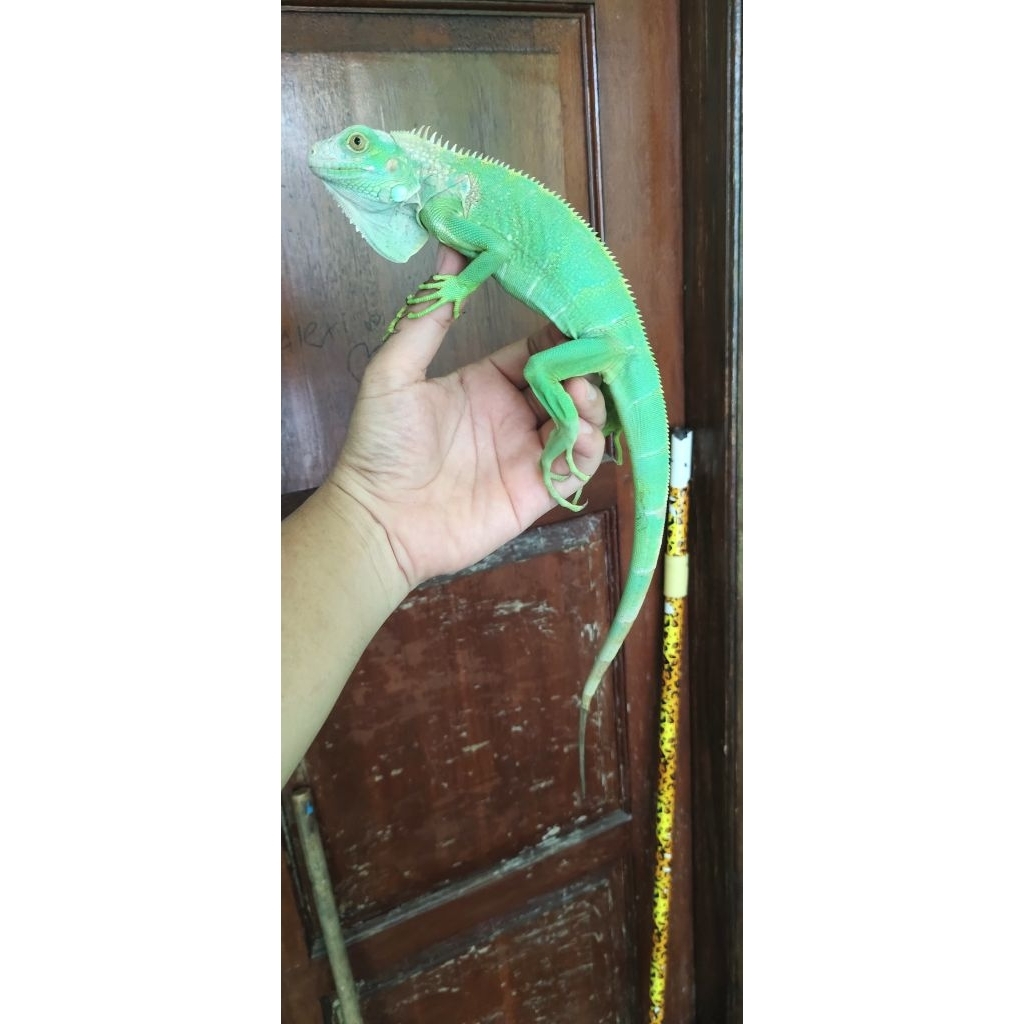iguana blue jantan juve