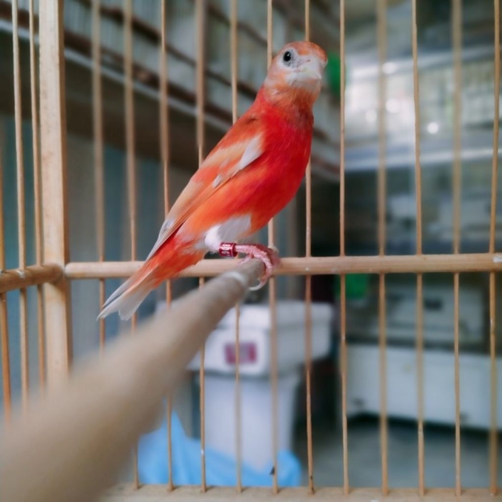 Burung Red Siskin Double Dilute Jantan Bunyi Gacor Merah Merona No minus