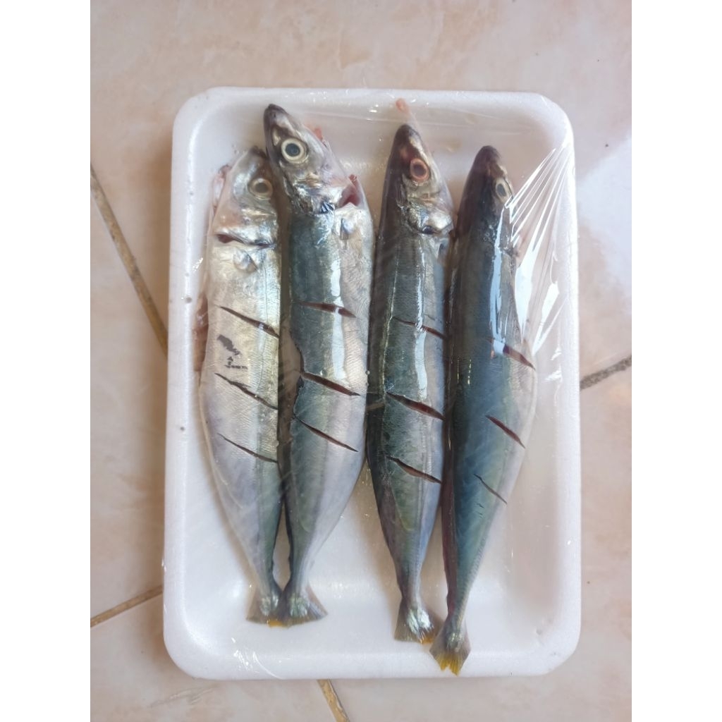 Ikan Layang Segar Beku