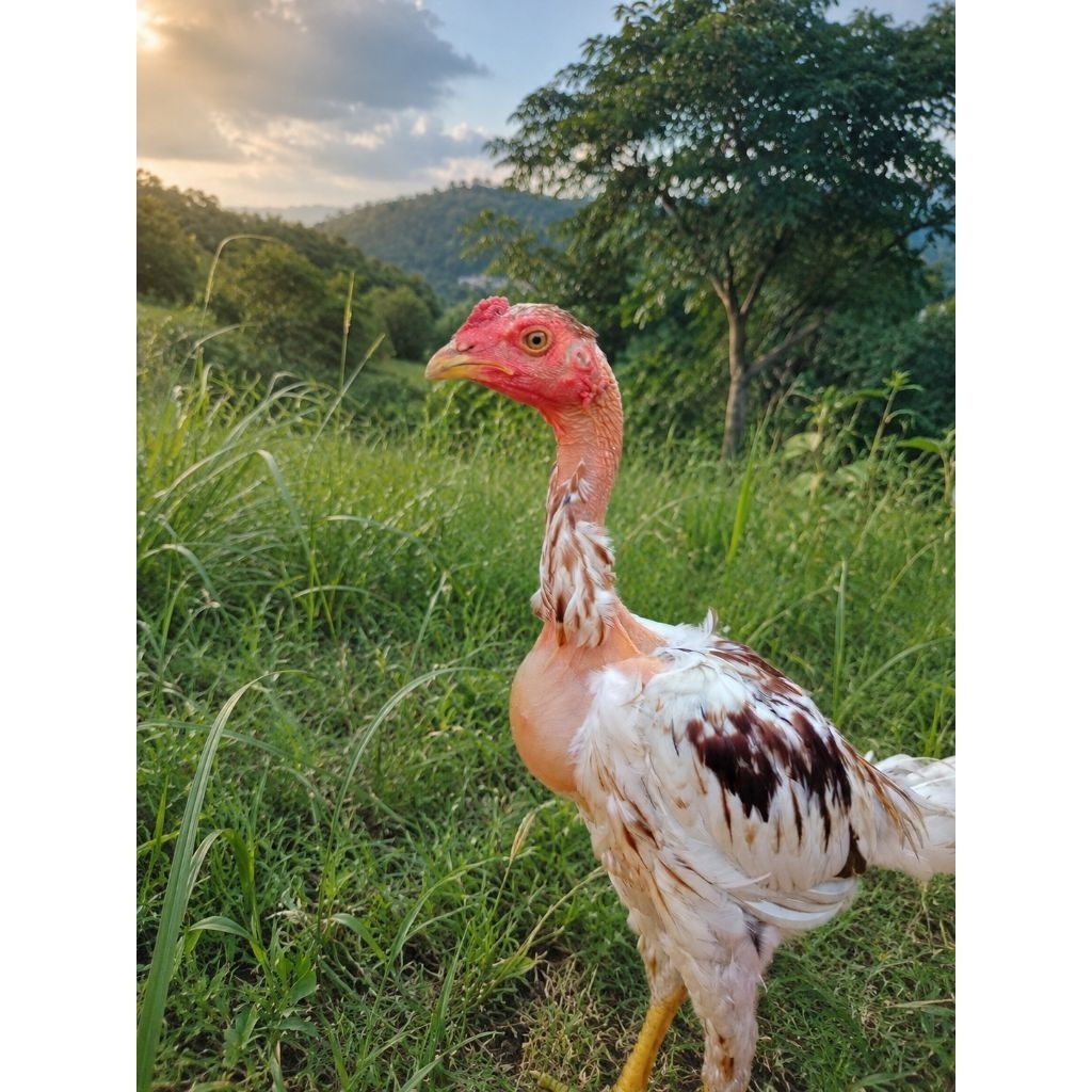 Ayam Saigon