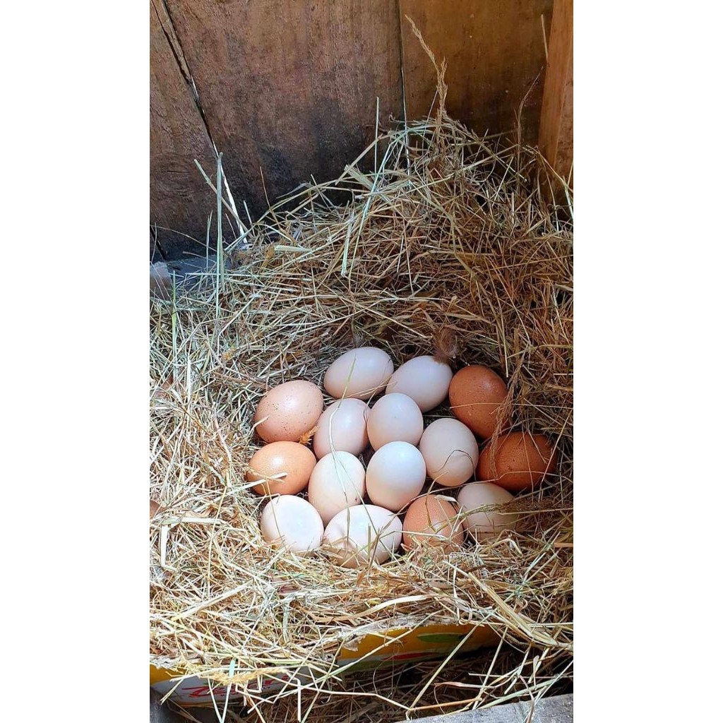 Telur Ayam Serama kontes asli pendek bisa ditetaskan berkualitas