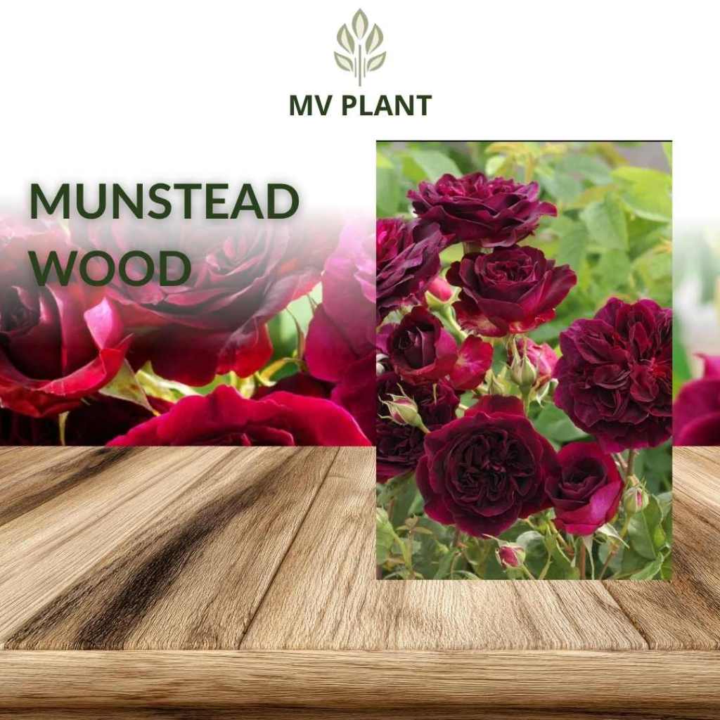Tanaman Hidup bunga mawar import MUNSTEAD WOOD- mawar rambat- mawar wangi- mawar merah- mawar merah 