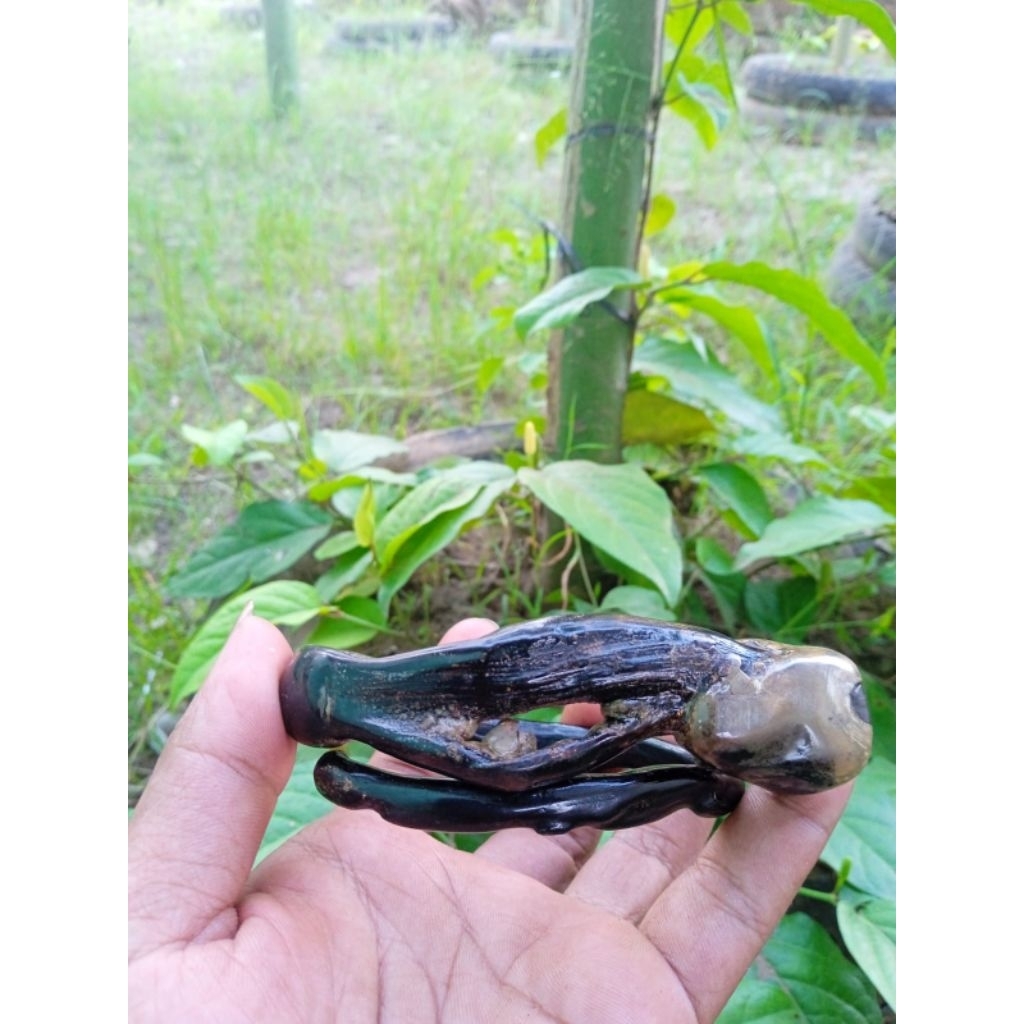 gelang akar bahar hitam combong bonggol