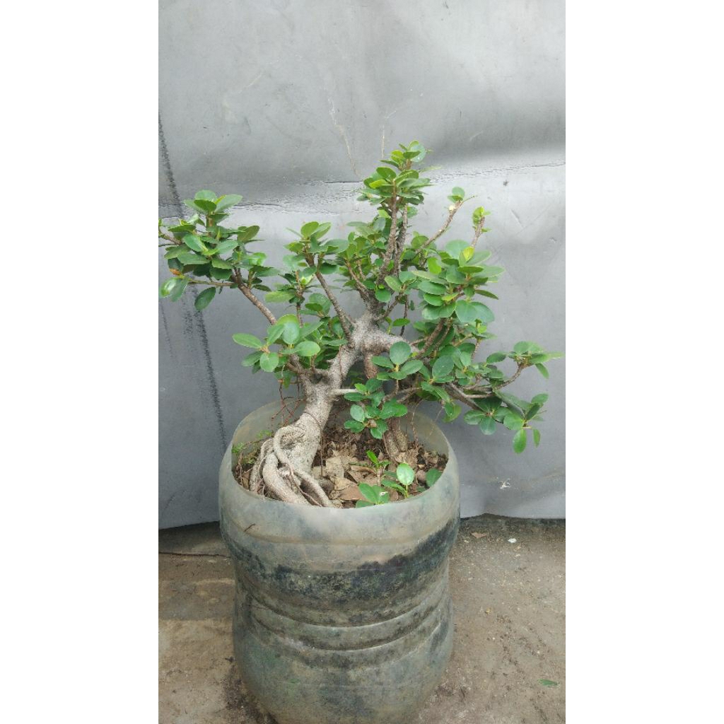 Bonsai Pohon Beringin Dolar