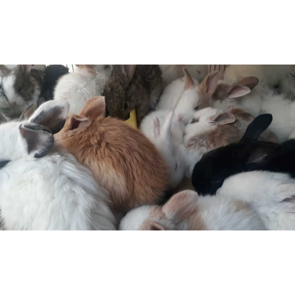 Kelinci lokal